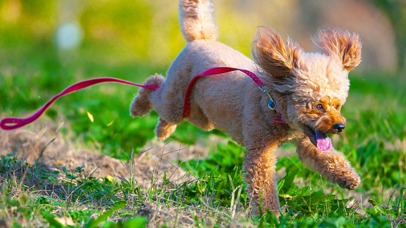 Dog running freely across an open field, enjoying outdoor exercise and playtime.