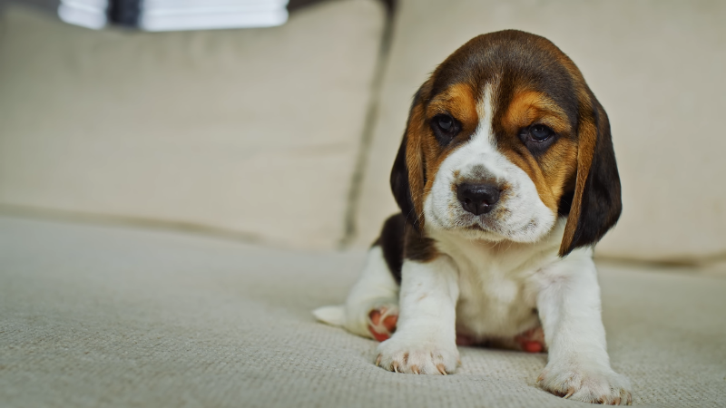 akta dog sad mone sufat bose ace
make it alt text seo frindly