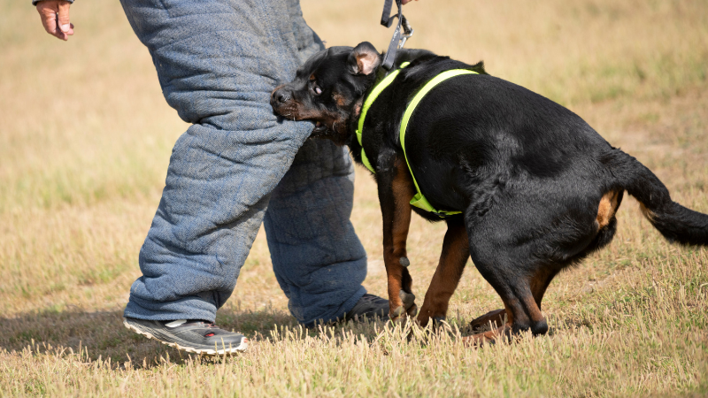 Black dog biting a person's hand while outdoors in a fenced area.