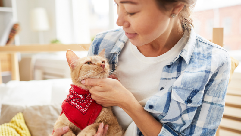 Cat owner lovingly dressing a cat in a cute outfit