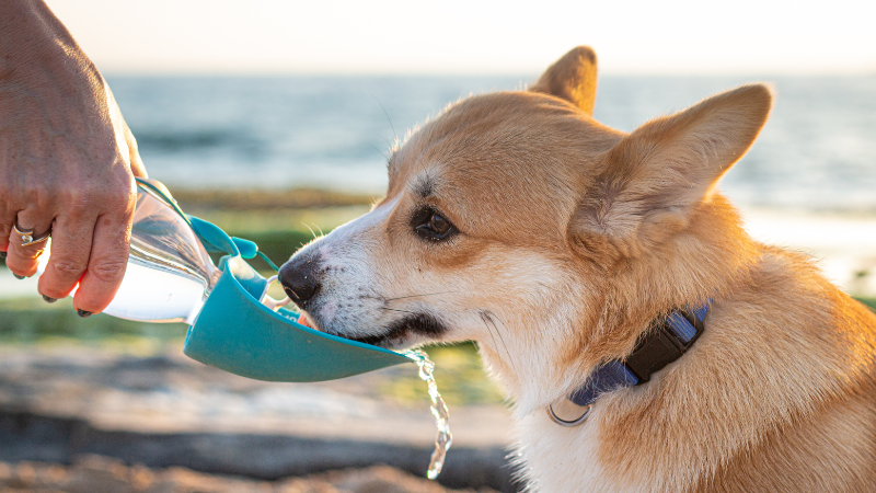 Dog drinking water to stay hydrated on a hot day.