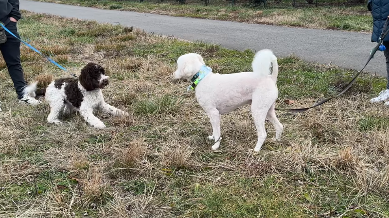Two dogs barking and lunging at each other while their owners hold their leashes.