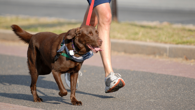 A tired dog walking on a hot road under the blazing sun.