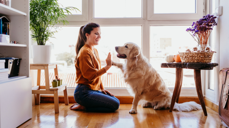 Professional dog sitter holding a dog's paw during in-home pet care.
