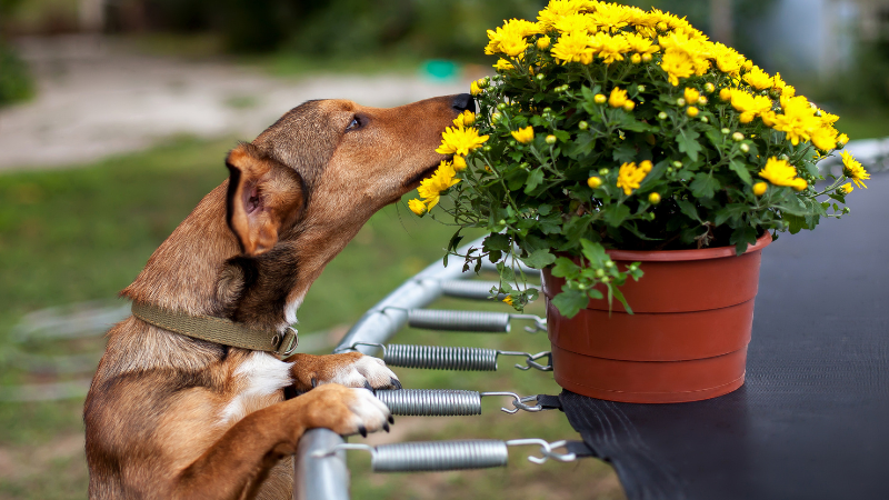Dog sniffing a flower while walking along the street.