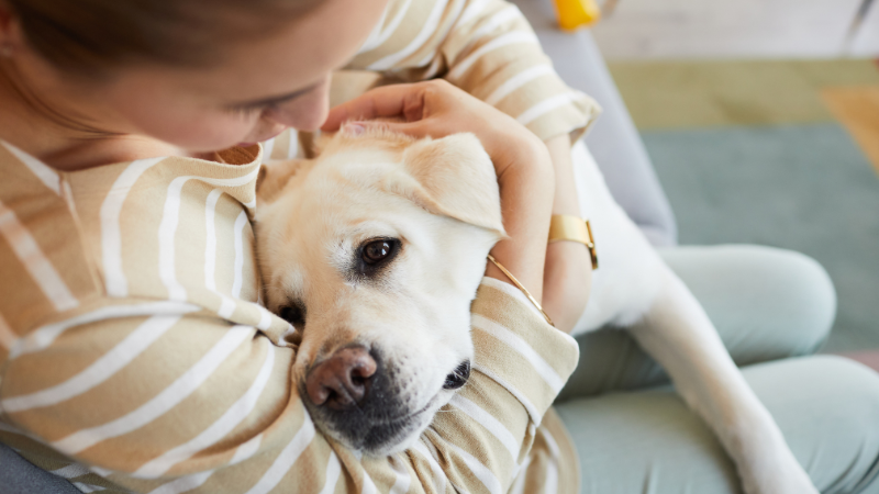 A dog being held by its owner outdoors