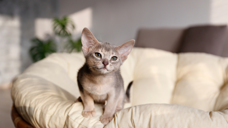 Cute kitten sitting on a sofa at home