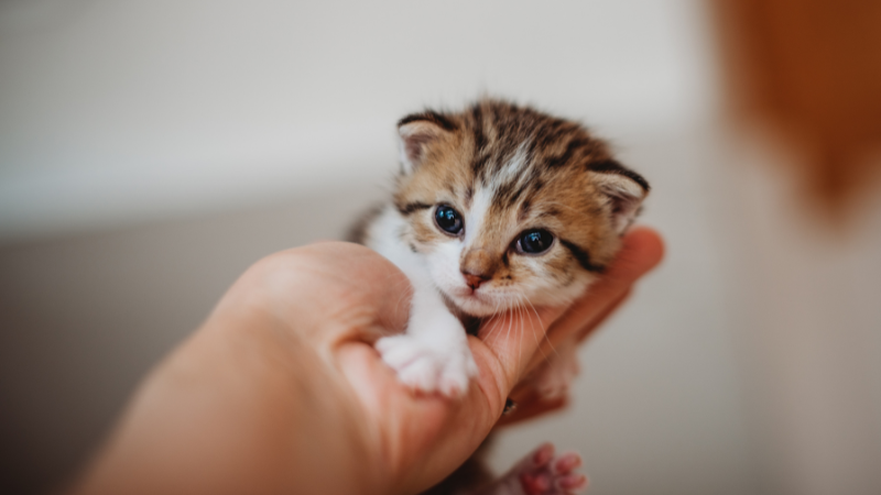 Kitten sitting gently on its owner's hand