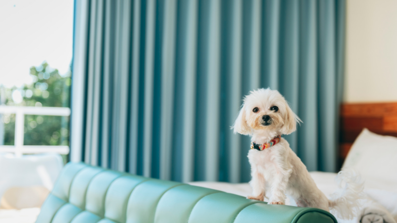 Puppy standing on a sofa inside a cozy room