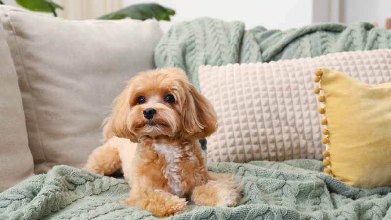Happy dog sitting on a comfortable bed indoors