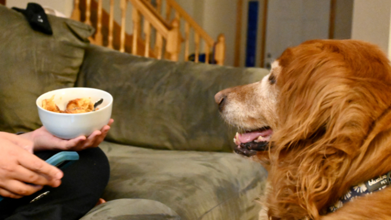 Pet owner feeding a senior dog from a bowl during a calm in-home