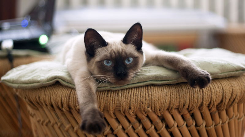Cat sitting on a sofa inside a room