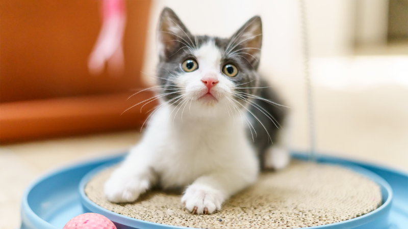 Cat sitting on a mat inside a comfortable home