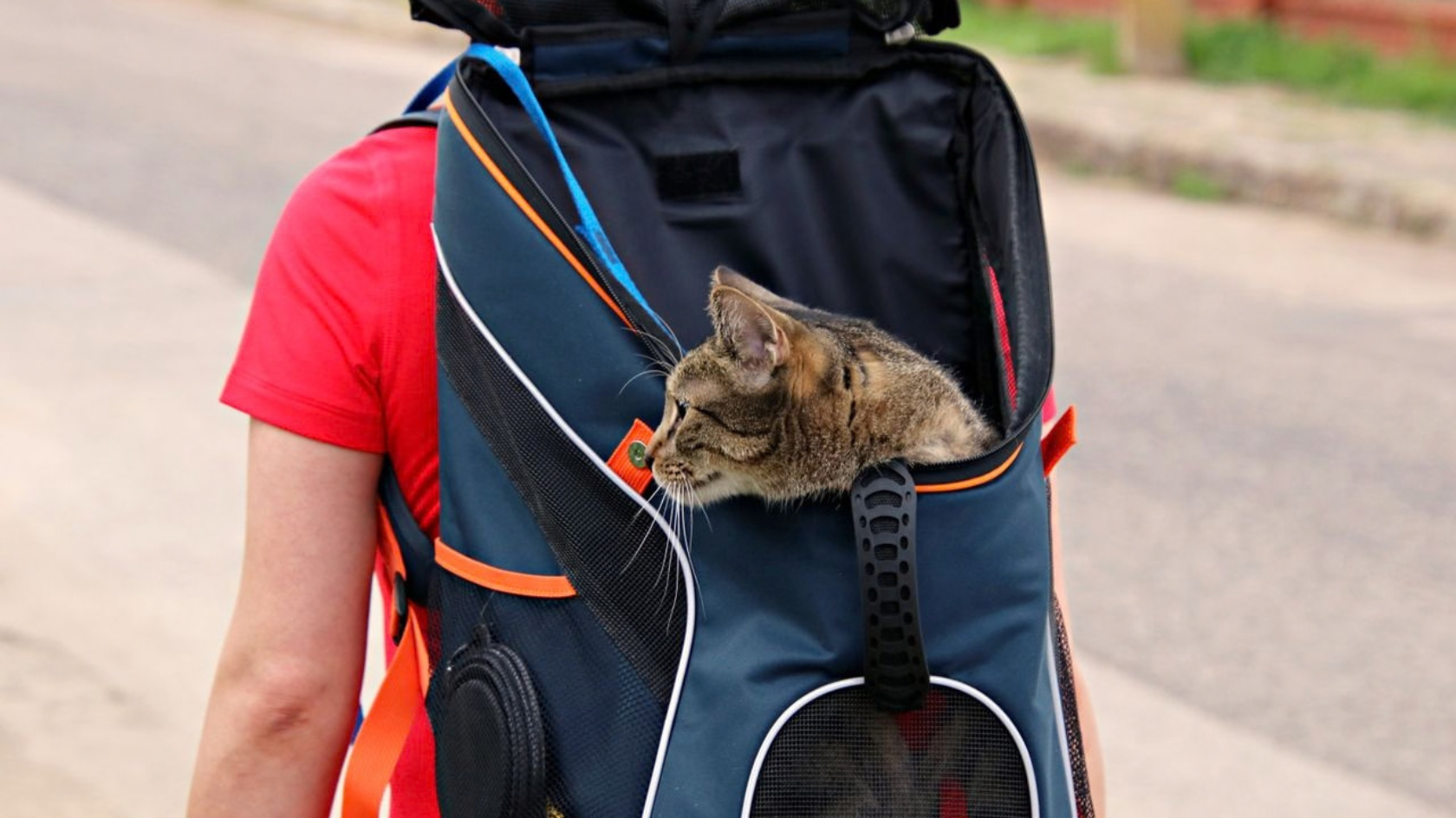 Cat owner walking his cat on a leash to the park
