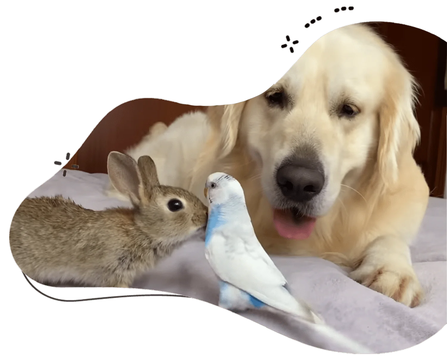 #1 Reliable Pet Sitting Abu Dhabi Services You Can Trust