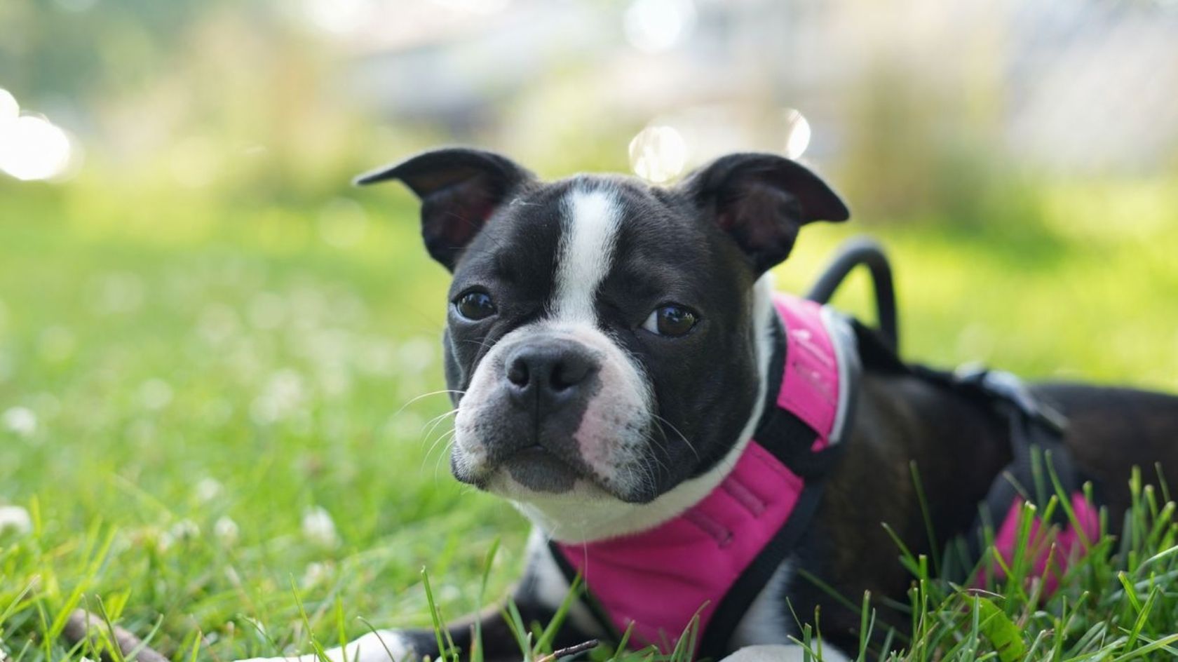 Dog sitting on grass wearing a yellow ribbon
