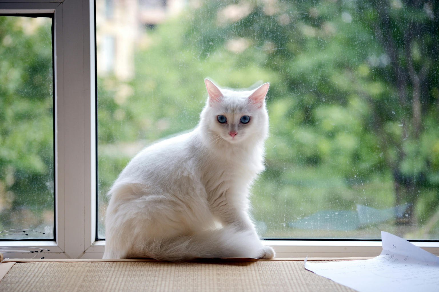 White cat sitting on a house balcony and waitting for owner