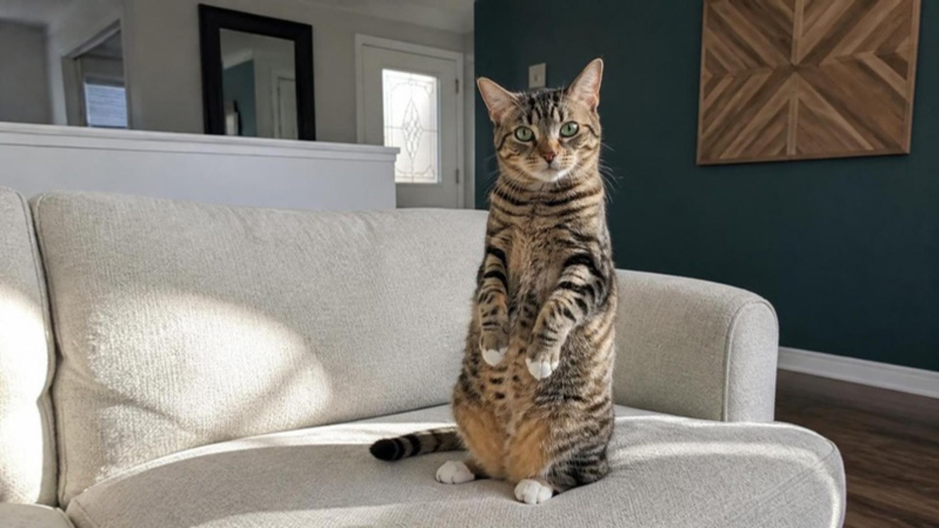 Tabby cat standing upright on a sofa at home