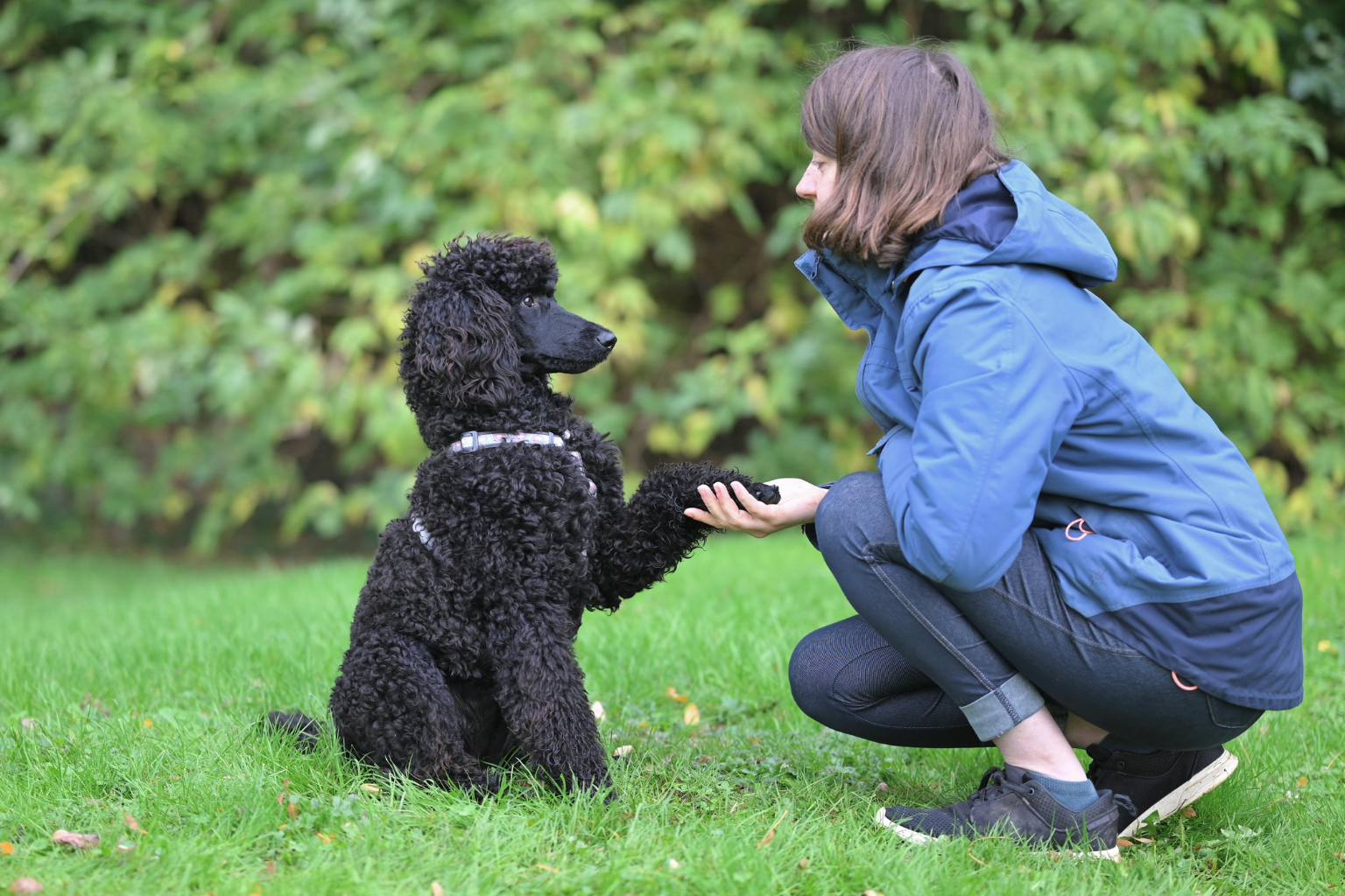 A dog owner holding a black dog on a leash while walking through a green park.