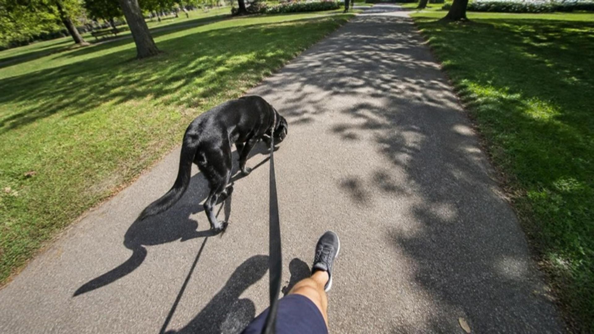 Man walking a black dog on a leash in a park