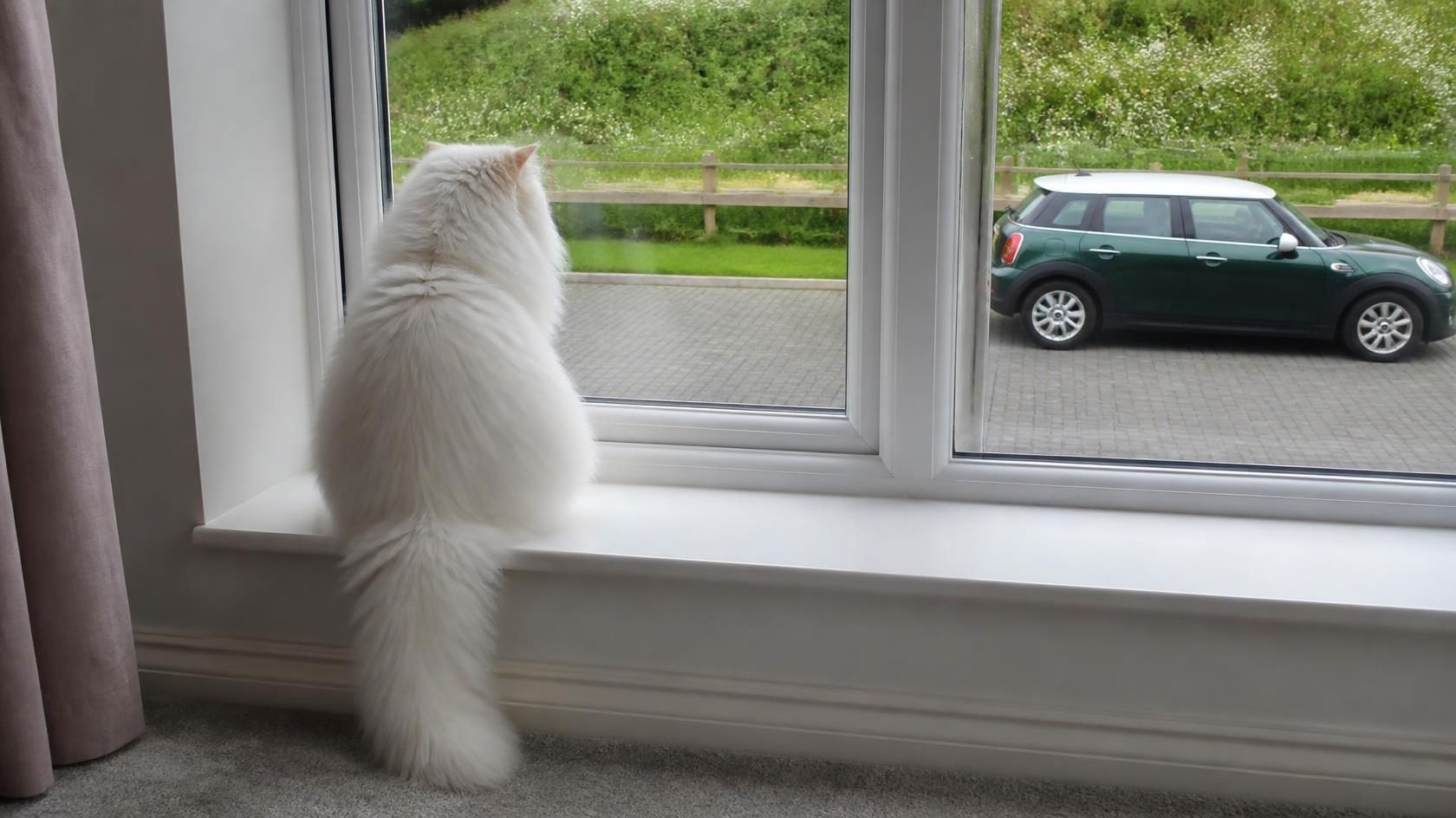 White cat sitting on a windowsill looking outside